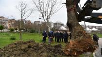 AVCILAR BELEDİYESİ ASIRLIK AĞAÇLARI KURTARMAYA DEVAM EDİYOR