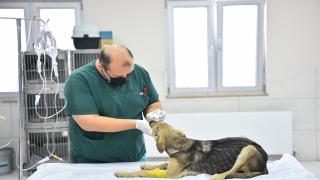 AVCILAR BELEDİYESİ EKİPLERİ, ZEHİRLENEN YAVRU KÖPEKLERİ HAYATA DÖNDÜRDÜ